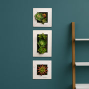 Kleinformatige Greendecors Tinyframes mit Sukkulenten in weißen Rahmen, dekorativ untereinander angeordnet an einer dunkelgrünen Wand mit hellem Holzregal
