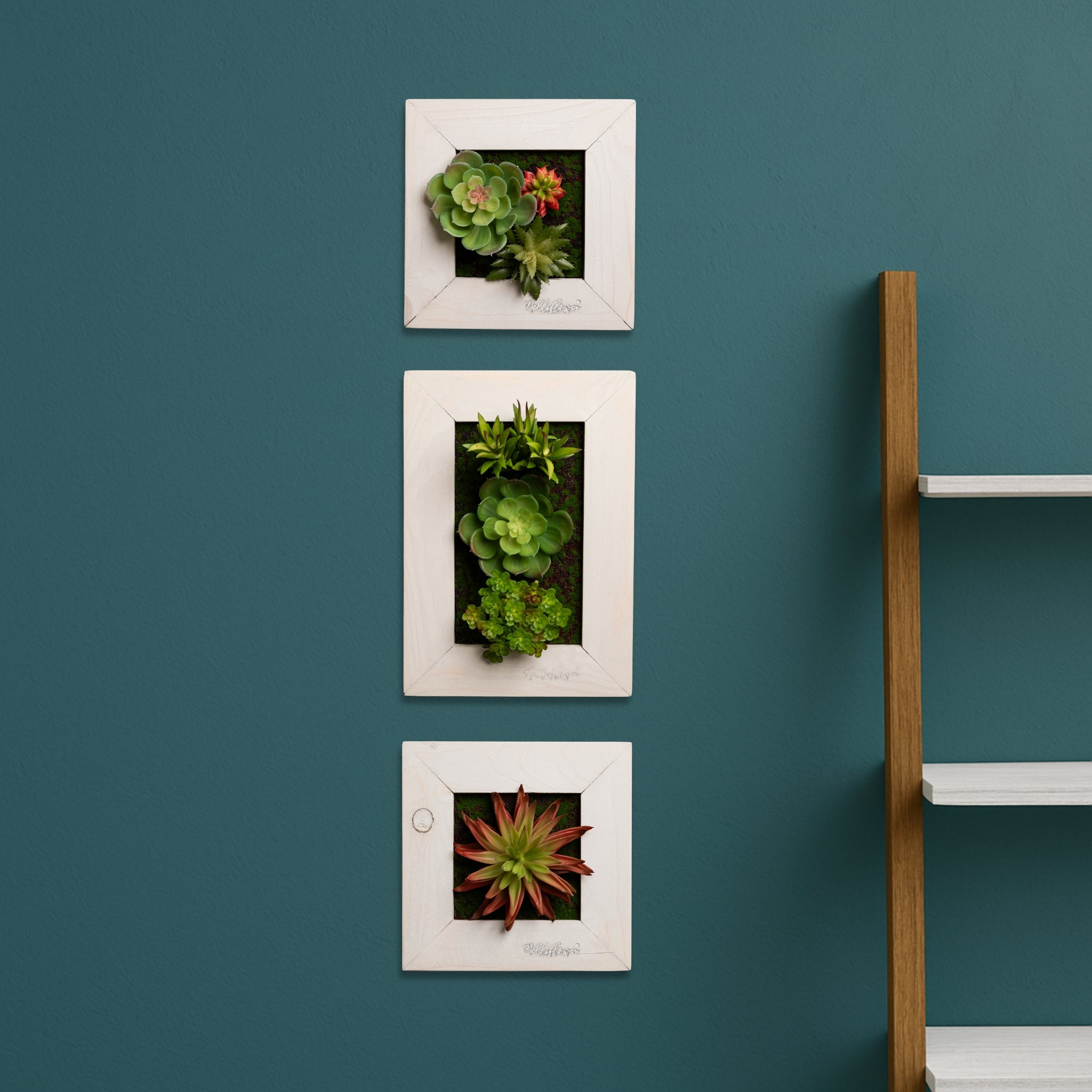 Kleinformatige Greendecors Tinyframes mit Sukkulenten in weißen Rahmen, dekorativ untereinander angeordnet an einer dunkelgrünen Wand mit hellem Holzregal