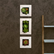 Kleinformatige Greendecors Tinyframes mit Sukkulenten in weißen Rahmen, dekorativ untereinander angeordnet 