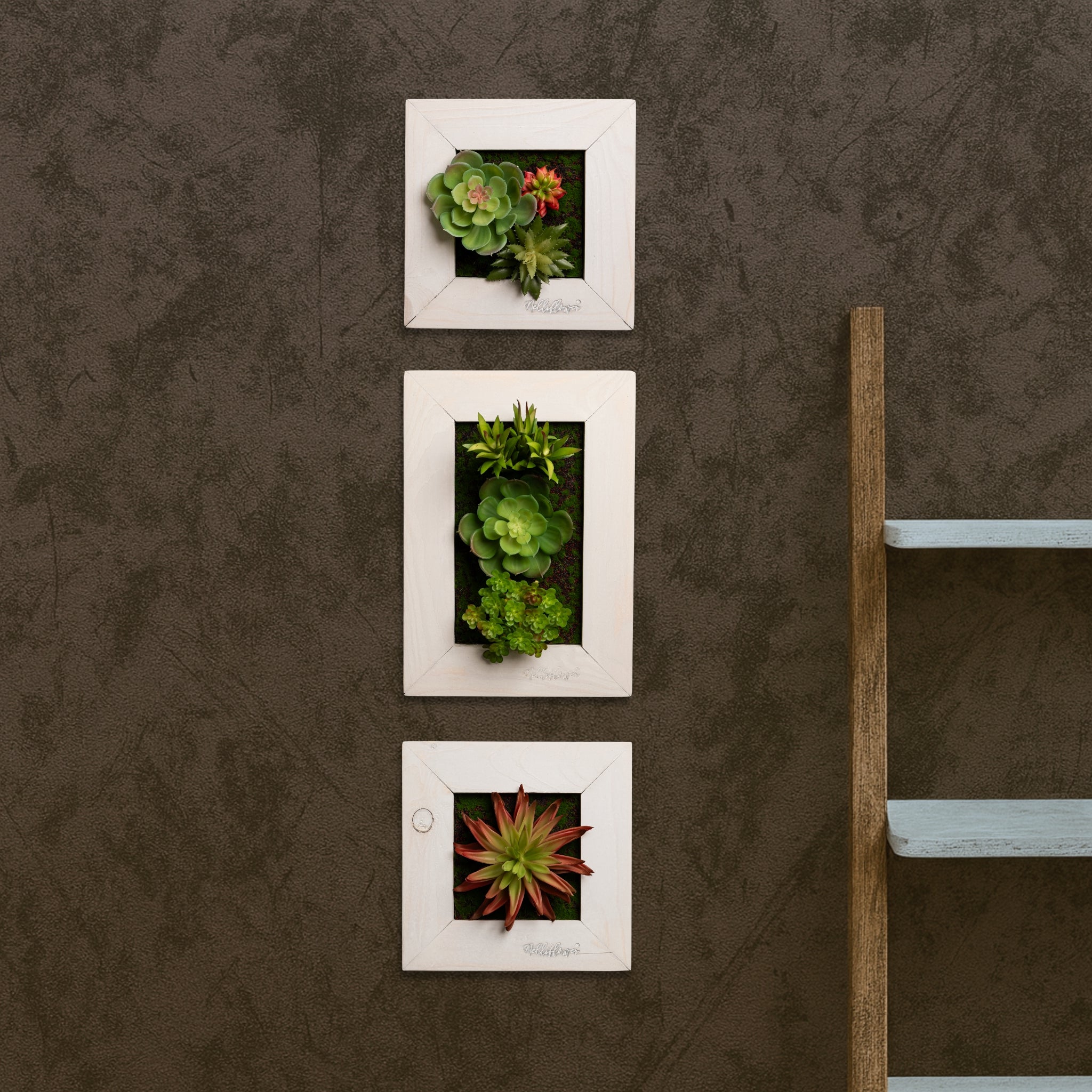 Kleinformatige Greendecors Tinyframes mit Sukkulenten in weißen Rahmen, dekorativ untereinander angeordnet 