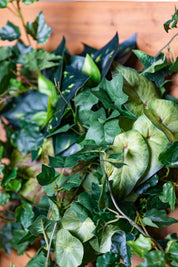 Plant Frame "Vinca" - Künstliches Pflanzenbild mit Efeu und Rankpflanzen im Holzrahmen, inspiriert vom europäischen Naturstil