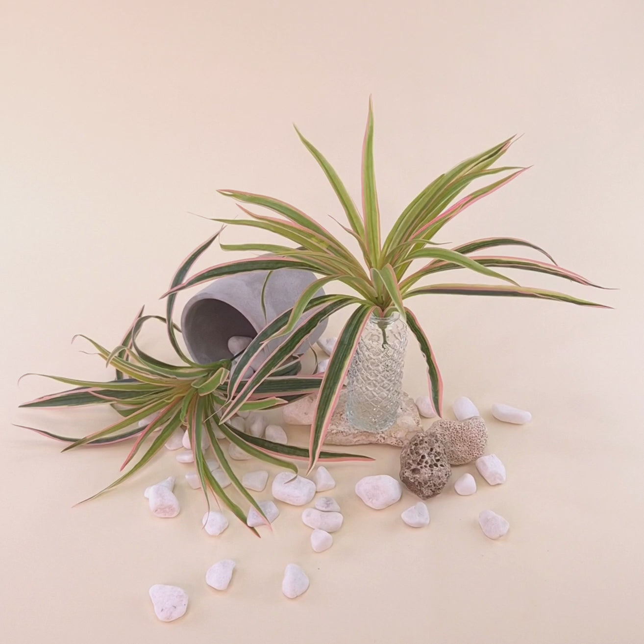 Kurzes Produktvideo einer künstlichen Grünpflanze mit langen schmalen Blättern in Grün mit hellen und rosafarbenen Akzenten, dekorativ arrangiert mit Glasvase, Dekosteinen und umgestürztem Blumentopf. Die Kamera fährt langsam näher an die Kunstpflanze heran, um Blattstruktur und Farbdetails besser sichtbar zu machen.