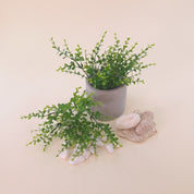 Kurzes Produktvideo einer künstlichen Grünpflanze mit kleinen runden Blättern in verschiedenen Grüntönen, dekorativ arrangiert in einem grauen Blumentopf mit weißen Dekosteinen. Die Kamera fährt langsam näher an die Kunstpflanze heran, damit Blattstruktur und Details besser sichtbar werden.
